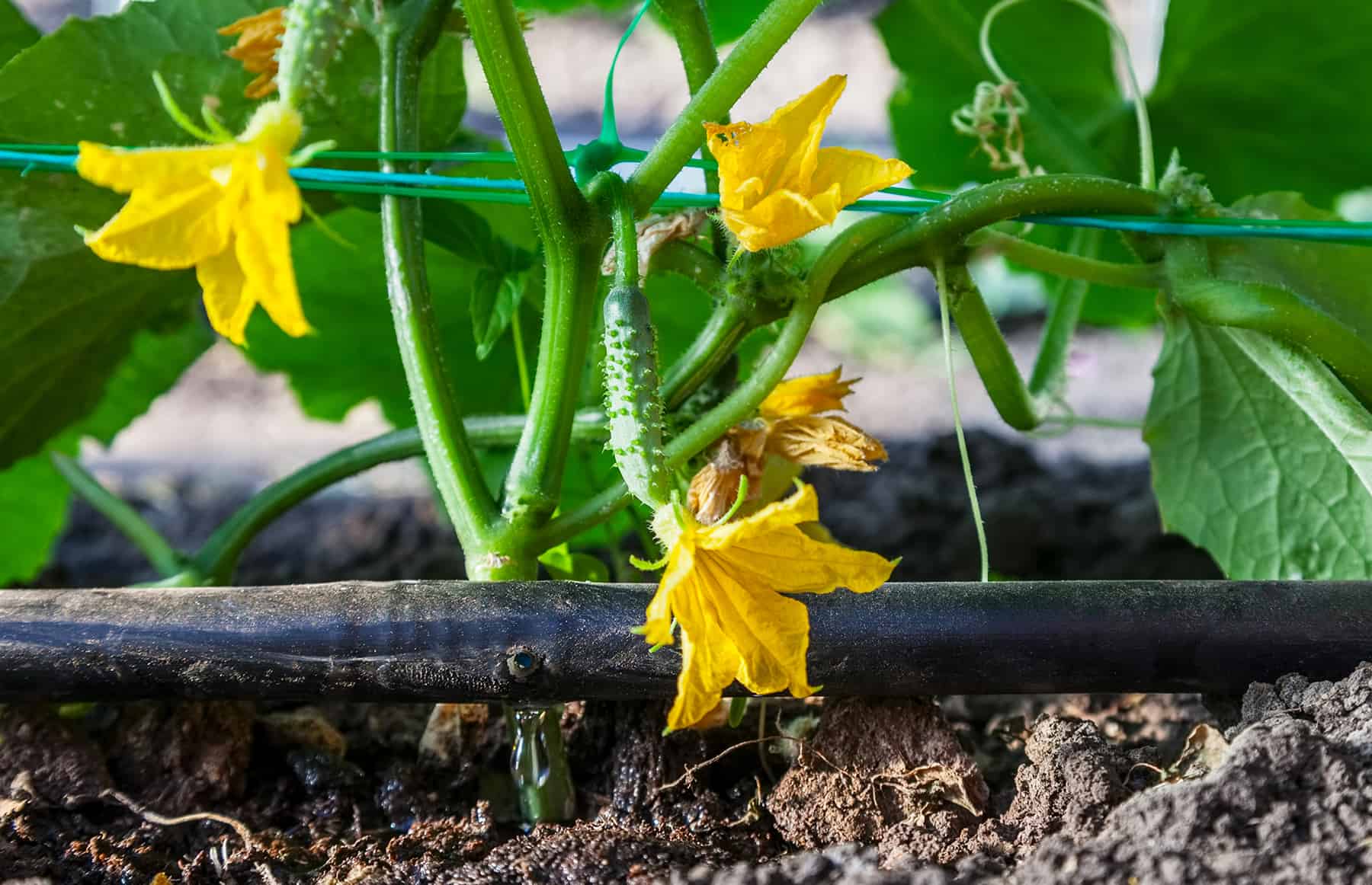 Drip Irrigation Fundamentals (with Movement footage) * Massive Weblog of Gardening