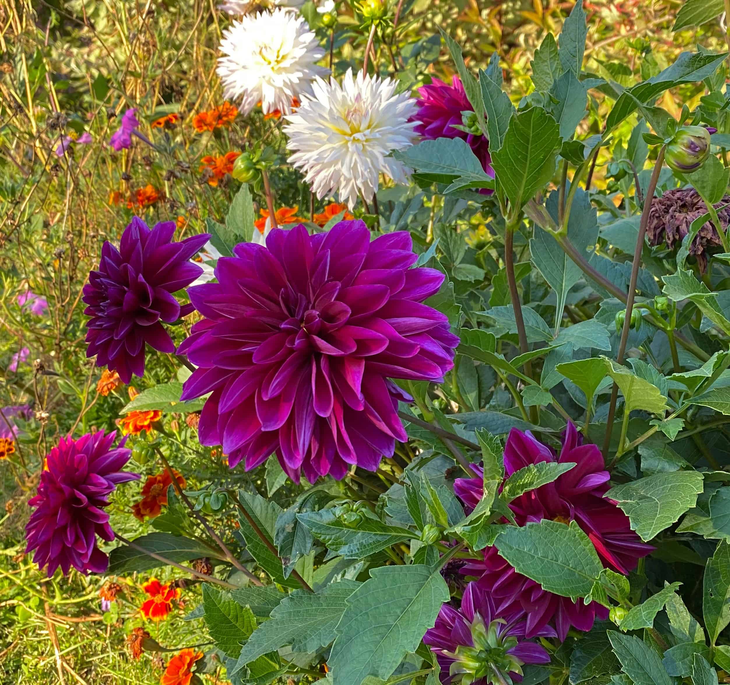 The 4 Largest Showstopper Summer time season Blooms For Your Yard * Monumental Weblog of Gardening