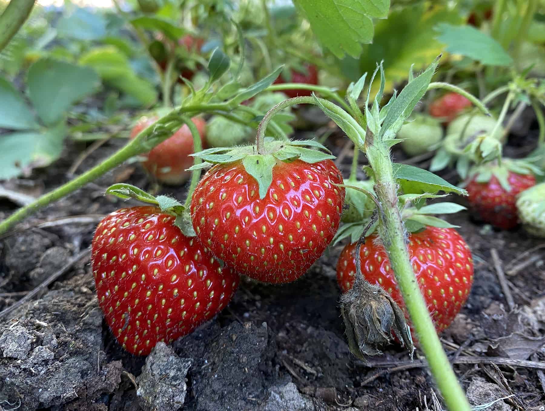 Gardening Fundamentals For Learners * Monumental Weblog of Gardening