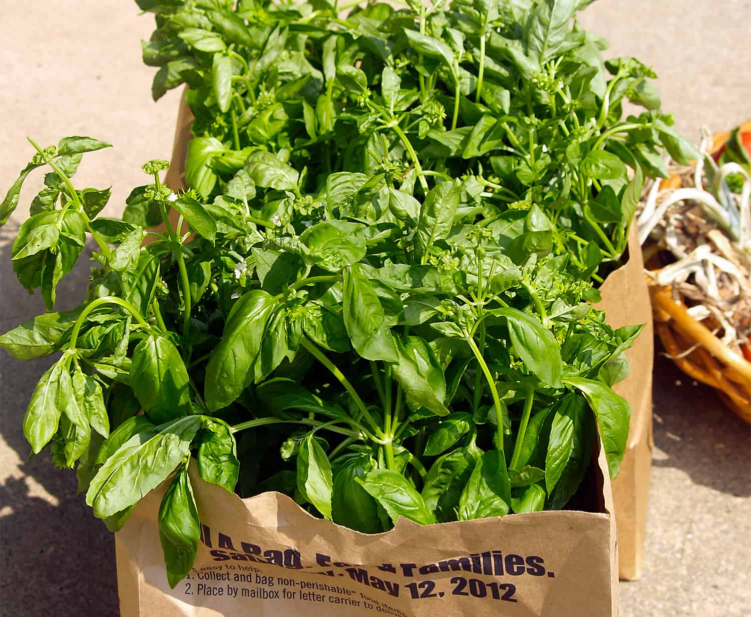 The proper method to Develop Basil * Enormous Weblog of Gardening