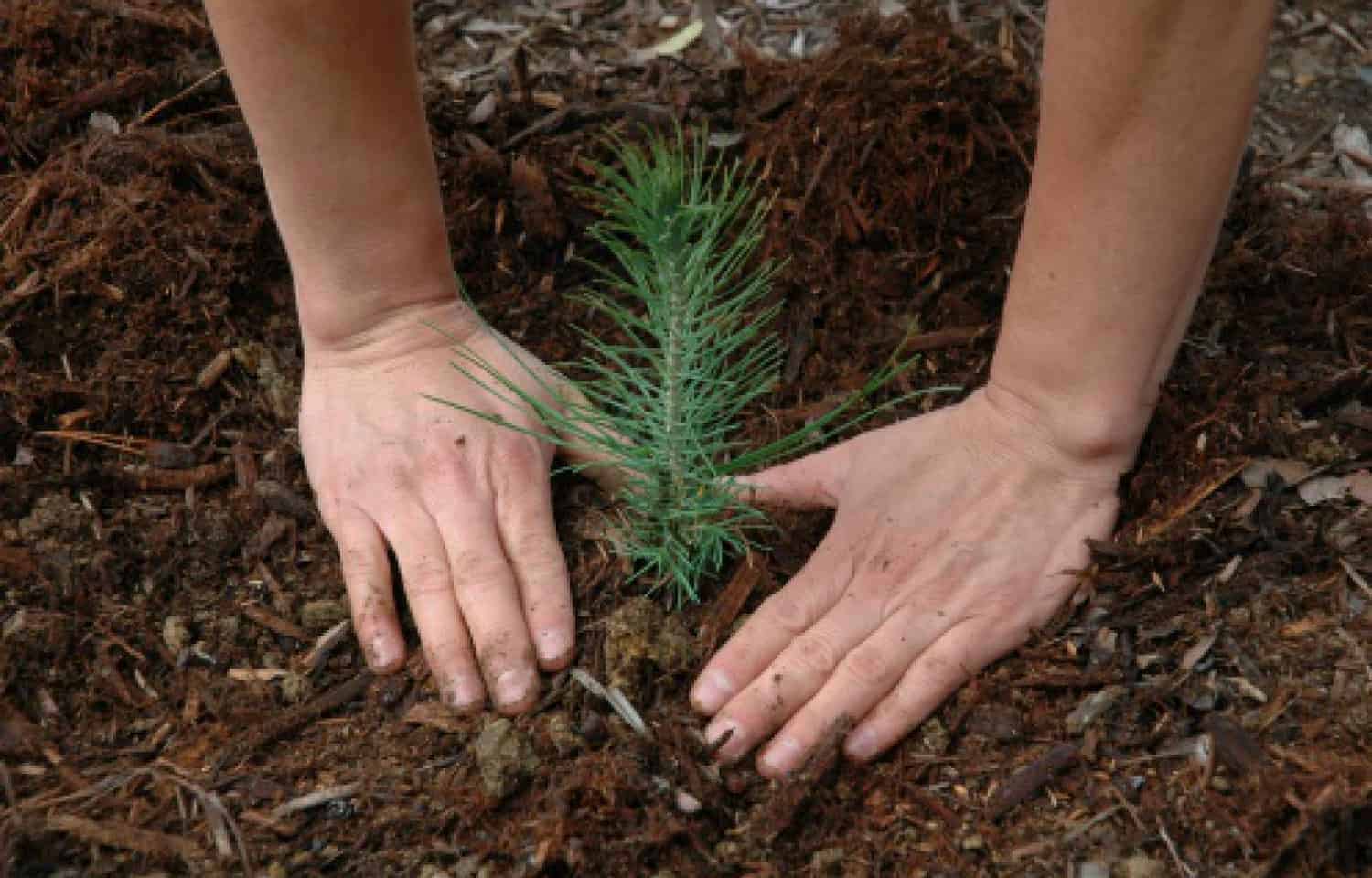 Bulk Tree Seedlings For Planting Massive Areas * Massive Weblog of Gardening