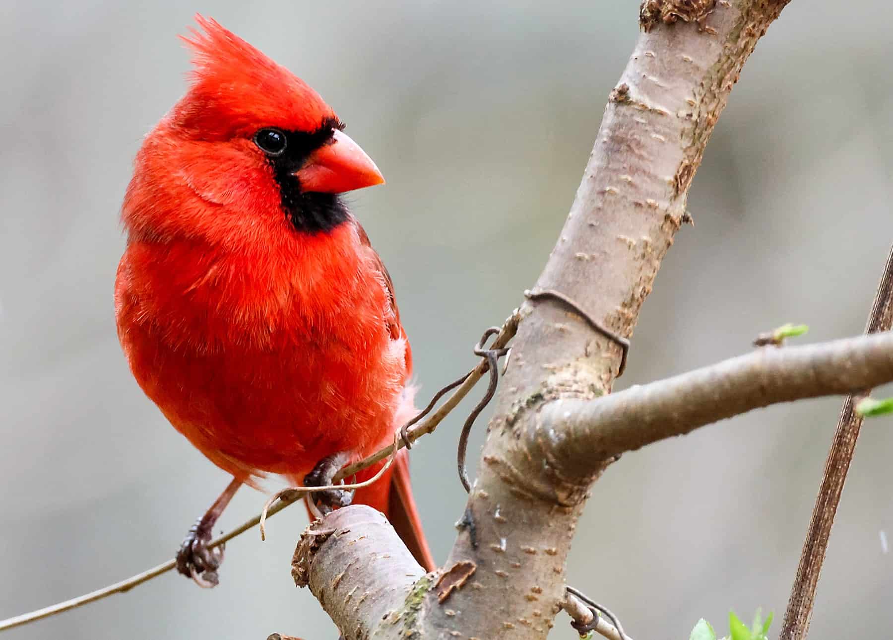 One of many easiest methods to Create a Hen-Good Habitat in Your Yard * Giant Weblog of Gardening