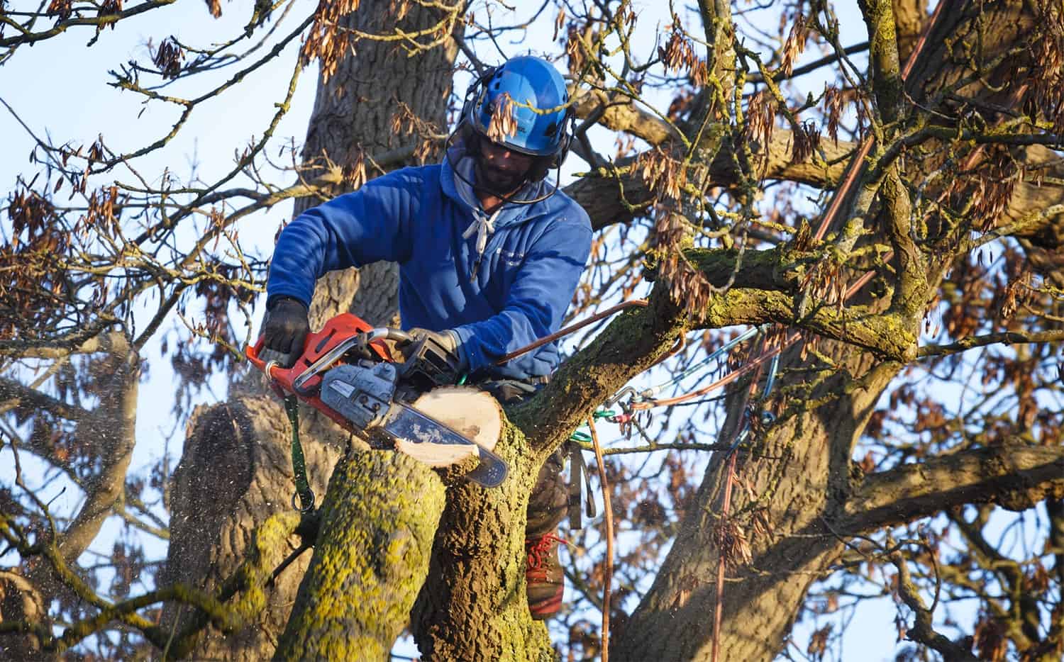 How To Safely Cut back Down a Giant Tree * Big Weblog of Gardening