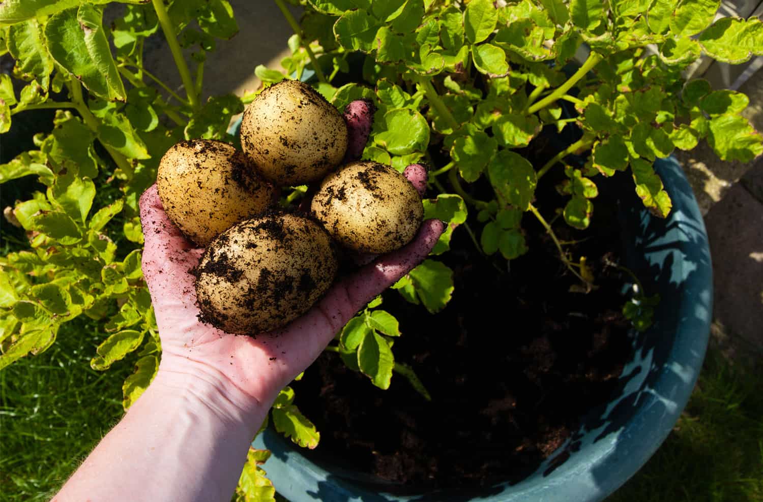 How one can Develop Potatoes in Containers * Monumental Weblog of Gardening