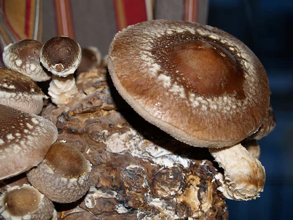 How one can Develop Shitake Mushrooms * Massive Weblog of Gardening