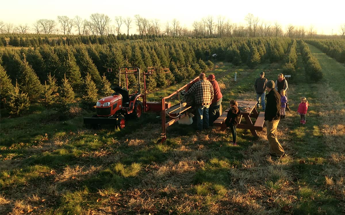 Is Your Newest Lower Christmas Tree Actually “Inexperienced”? * Large Weblog of Gardening