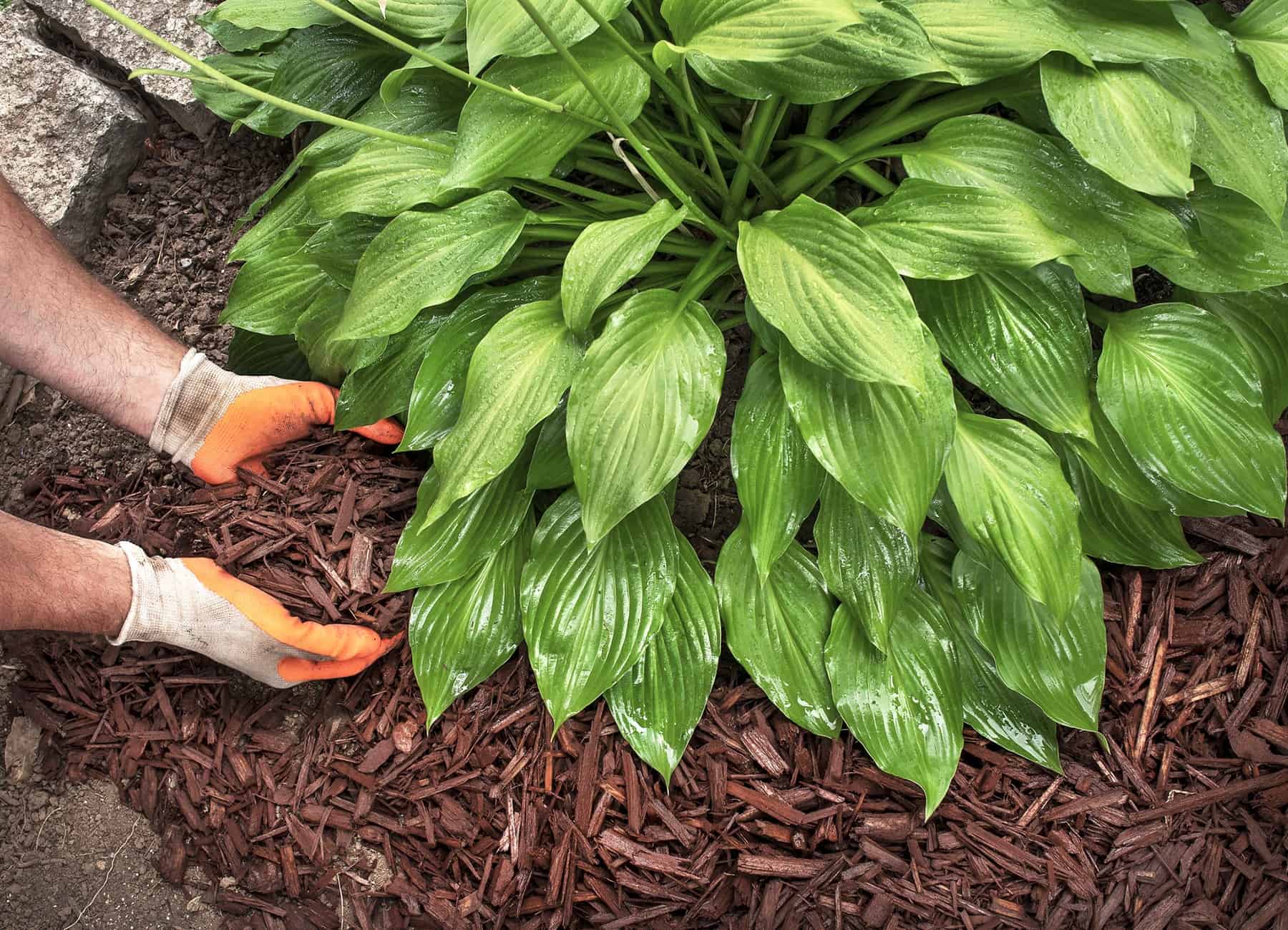 You could be Maybe Mulching All Incorrect. How To Do It Appropriate. * Huge Weblog of Gardening