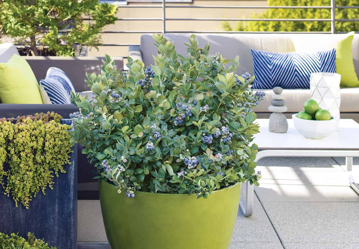 Winter Care for Container Blueberries * Large Weblog of Gardening