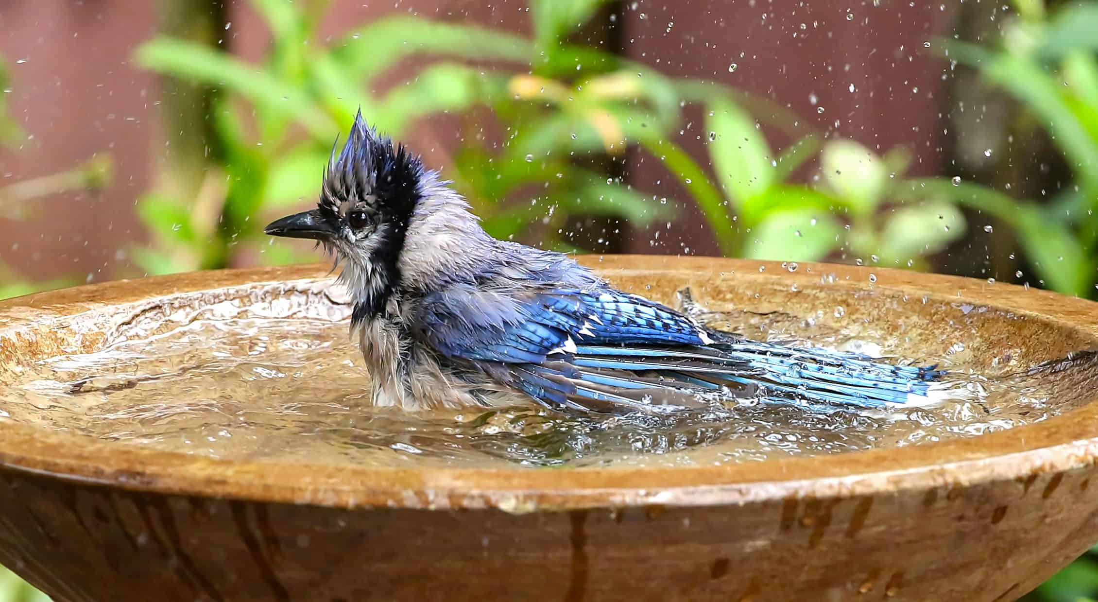 How To Enchantment to Birds to Birdbaths * Massive Weblog of Gardening