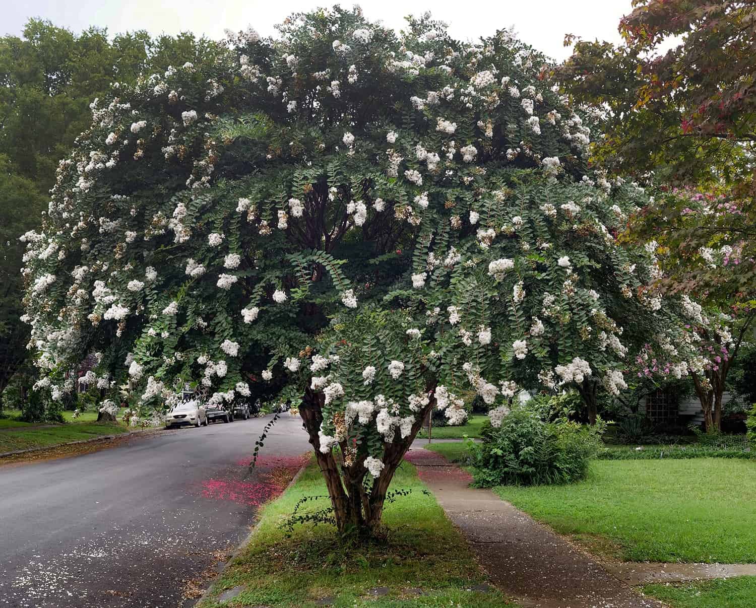 Is It a Small Tree or a Huge Shrub? The Distinction May Not Be Apparent. * Huge Weblog of Gardening