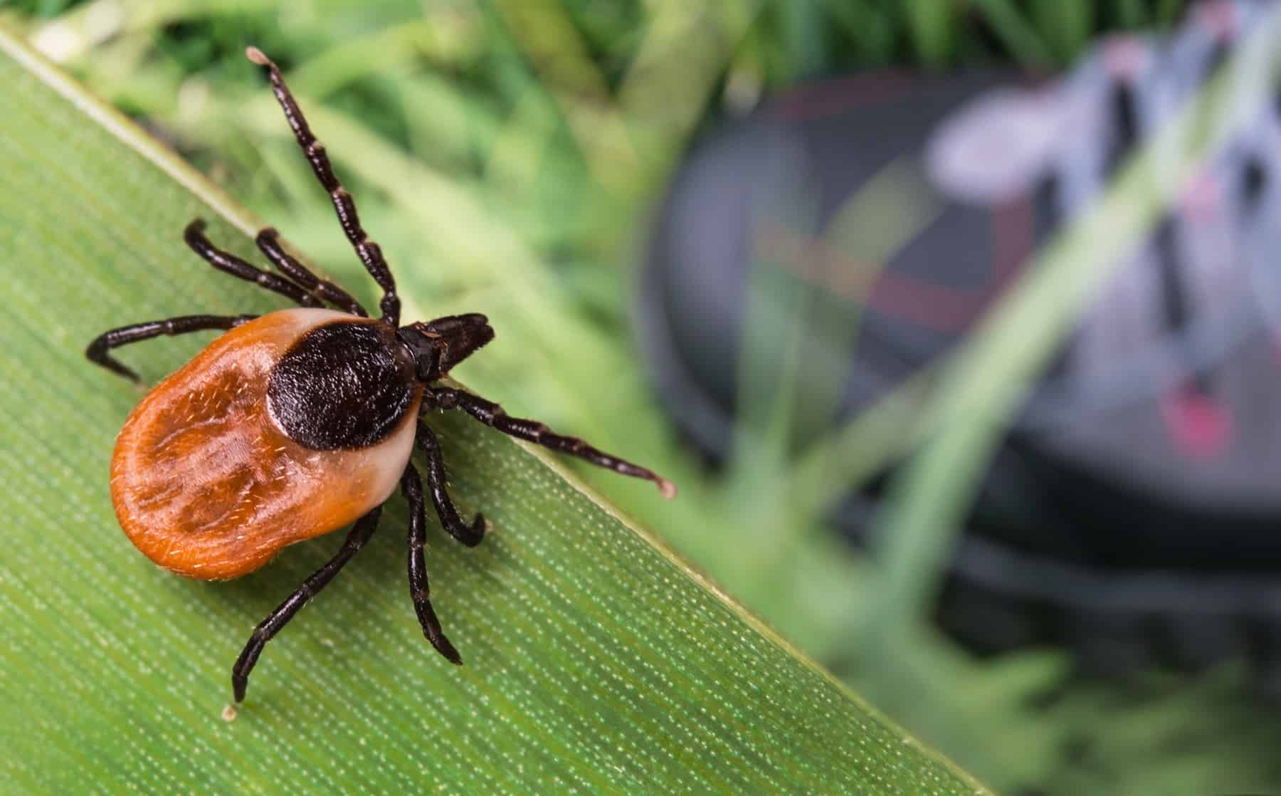 The most effective methods to Keep away from Tick Bites (From Somebody Who Virtually Died of Lyme Illness) * Giant Weblog of Gardening