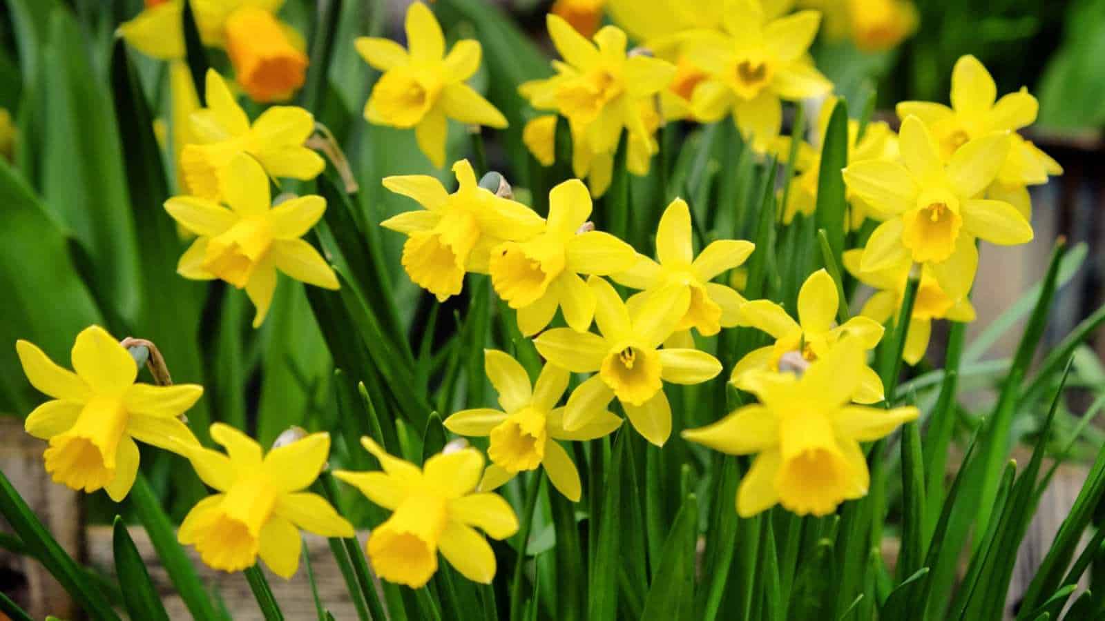 A close-up view of dwarf yellow daffodils with green foliage in bloom