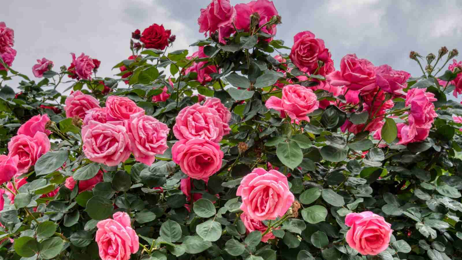 Close-up view  of pinkish red roses against the gray sky background