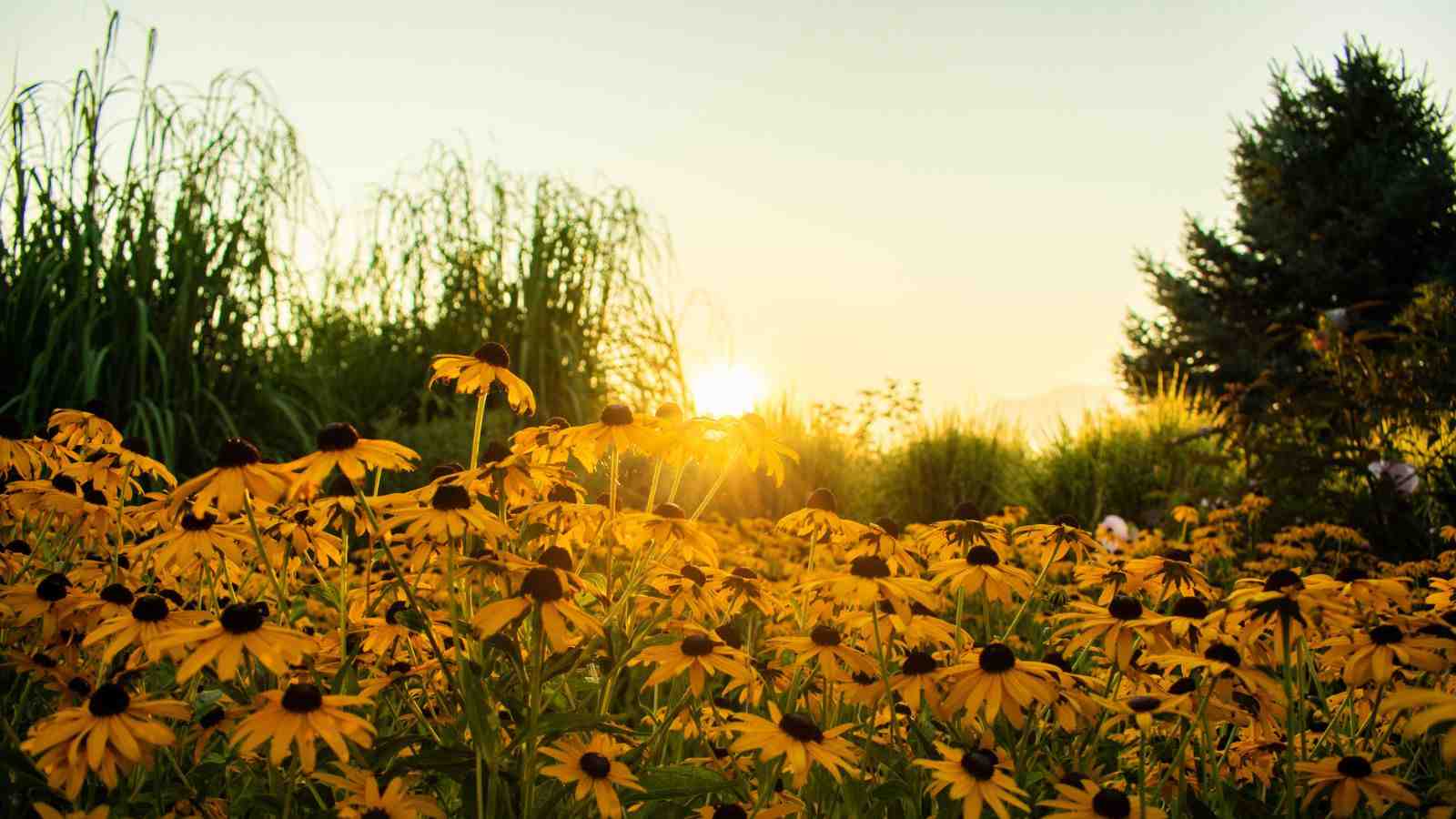 A close-up view of black-eyed susan in the foreground with grasses  spruces and sunrise in the background