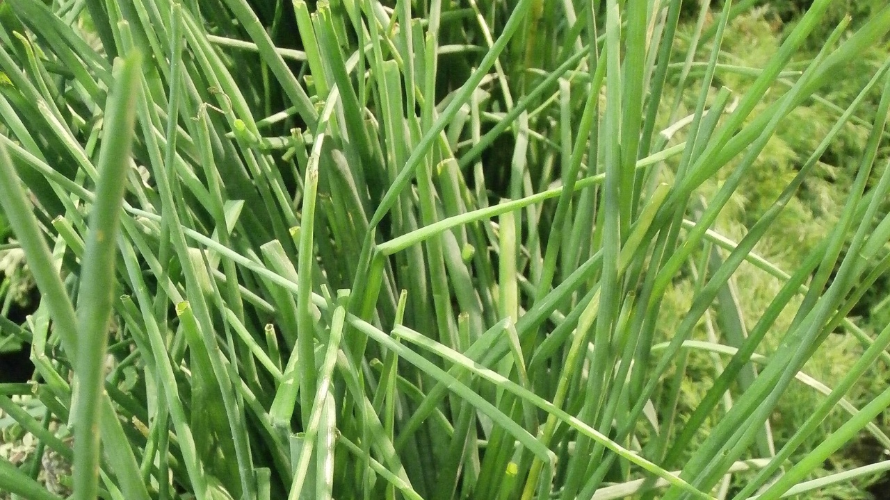 Close up of Chives for sale in a grocery store.