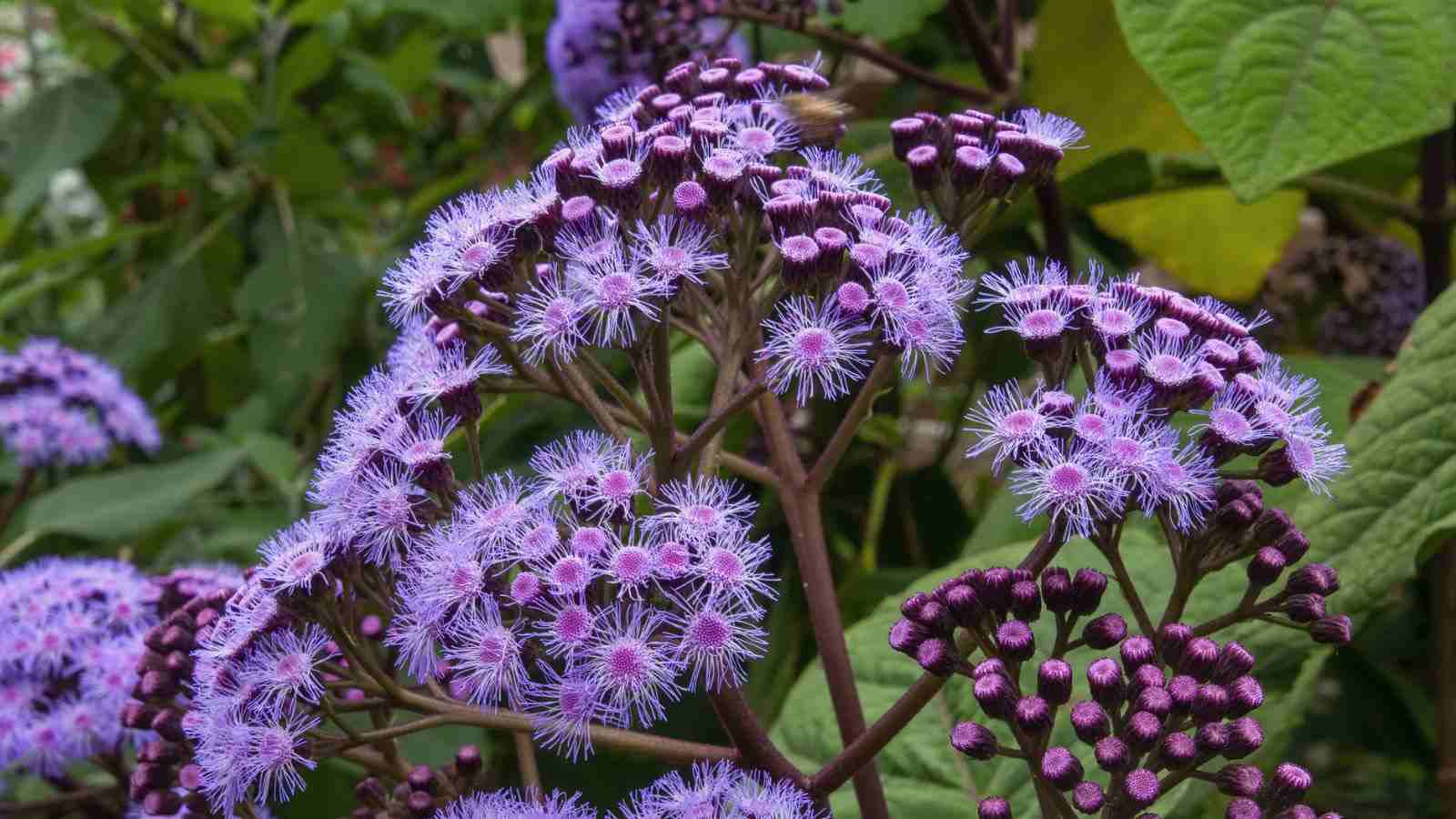 A selective focus of a purple mistflower with green foliage in the field