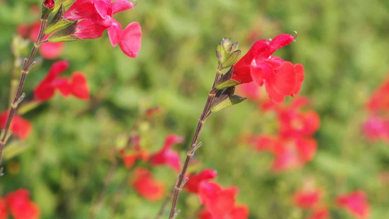 A selective focus of vibrant red autumn sage with green foliage