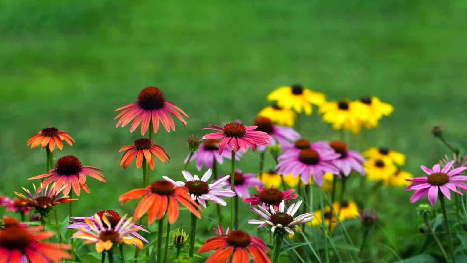 A close-up view of a colorful garden with blooming Echinacea flower against a grassy green garden background