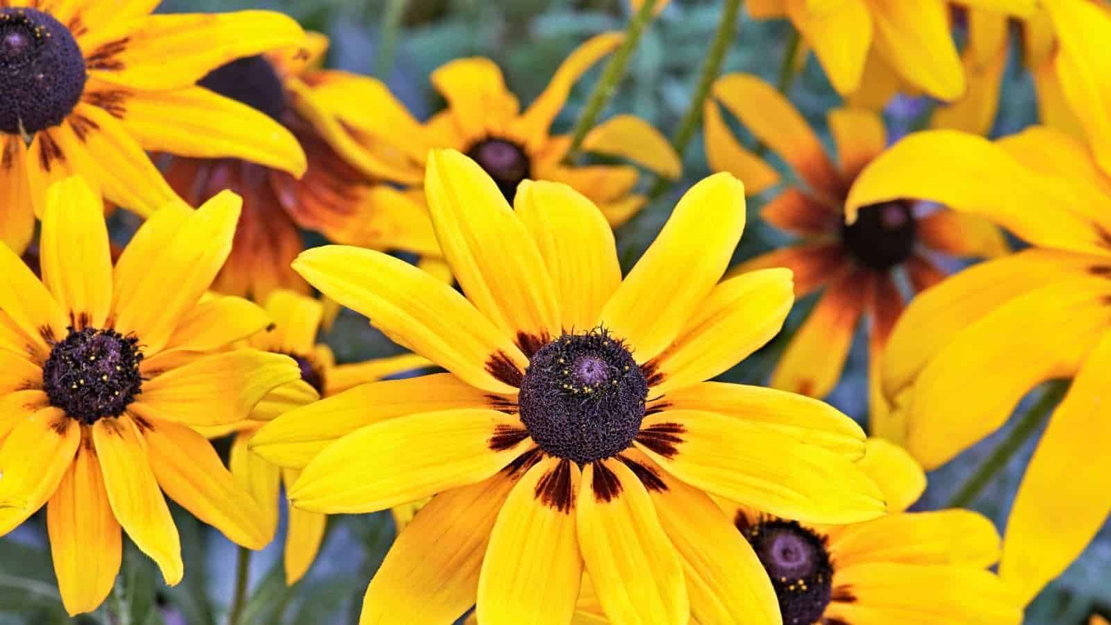 A close-up view of beautiful yellow heliopsis flowers with black button center in the garden