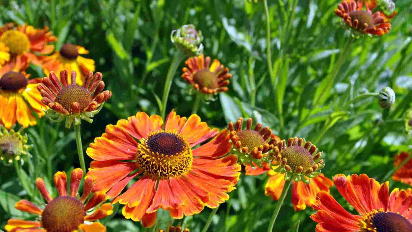 Selective focus of bright orange with yellow and reddish brown button center of a helenium plant with green foliage background