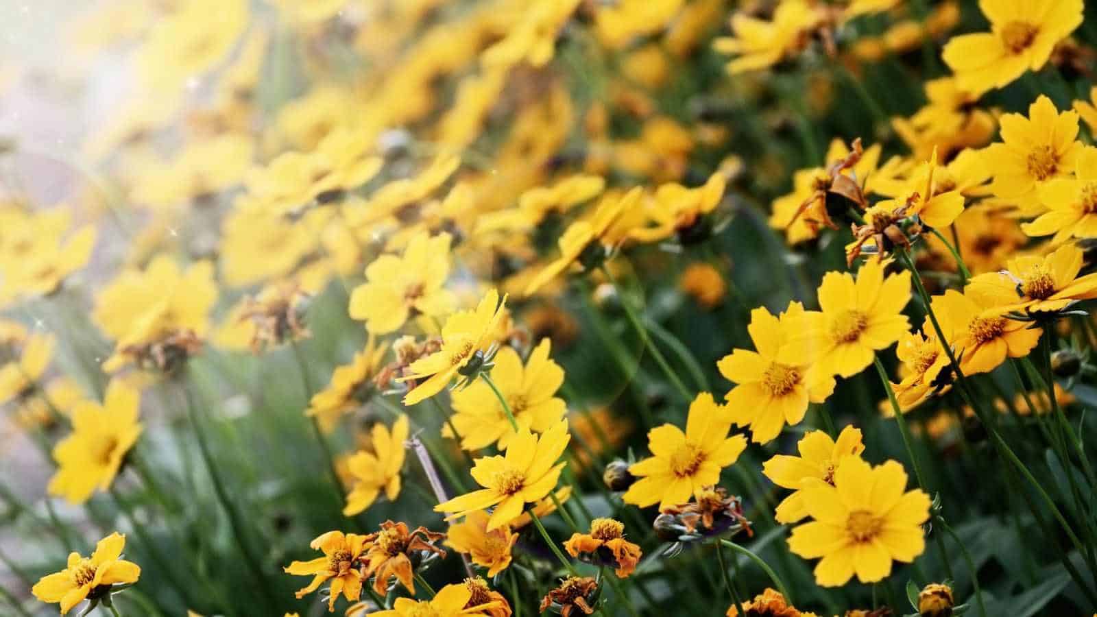 Selective focus of yellow blooming coreopsis flowers on the field