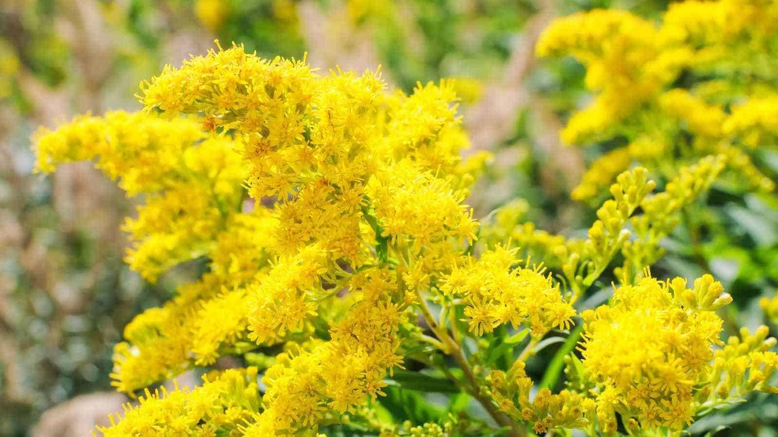 Macro shot of blooming yellow solidago flower