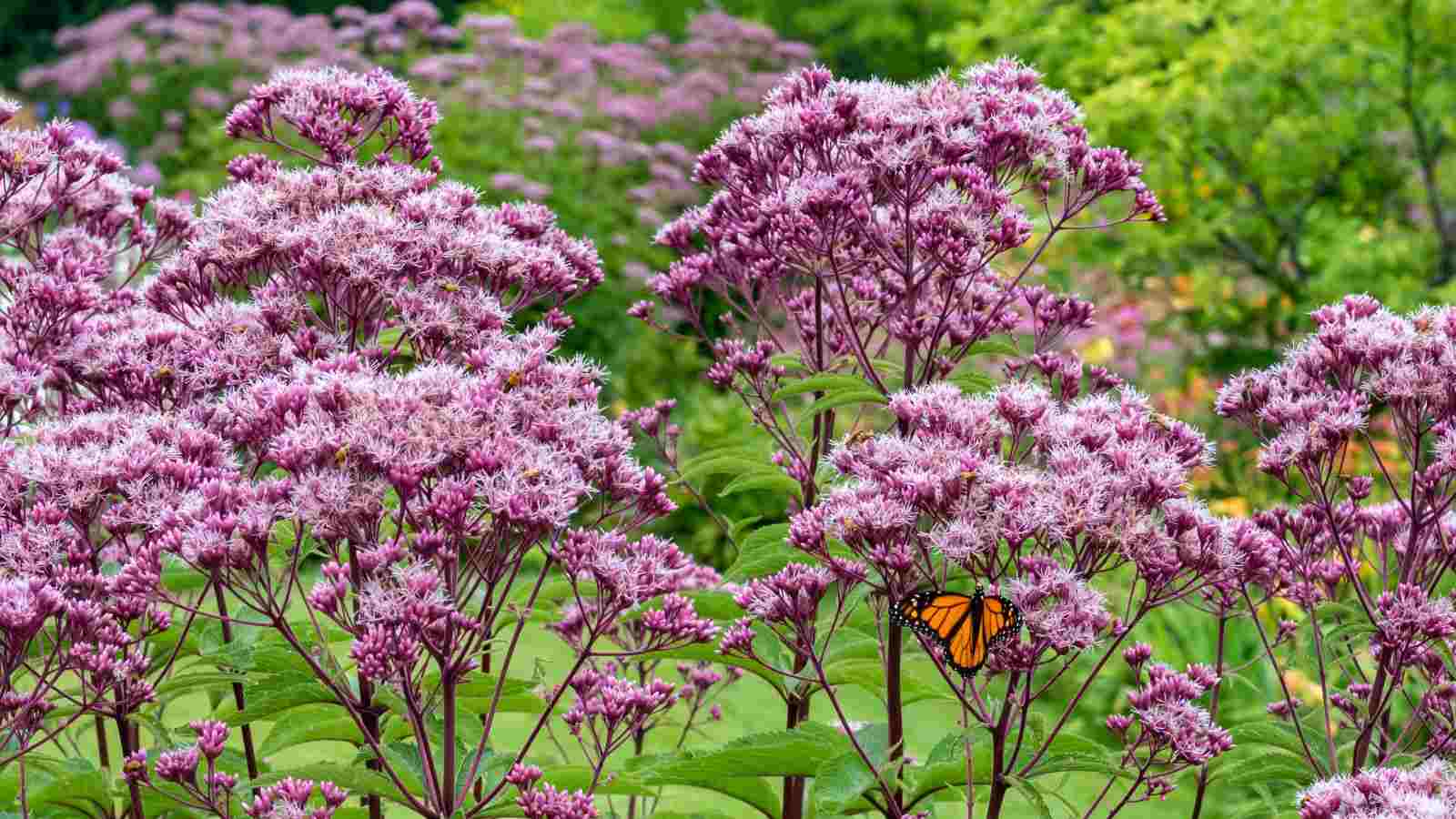 A close-up view of pink joe pye weed in field with monarch butterfly