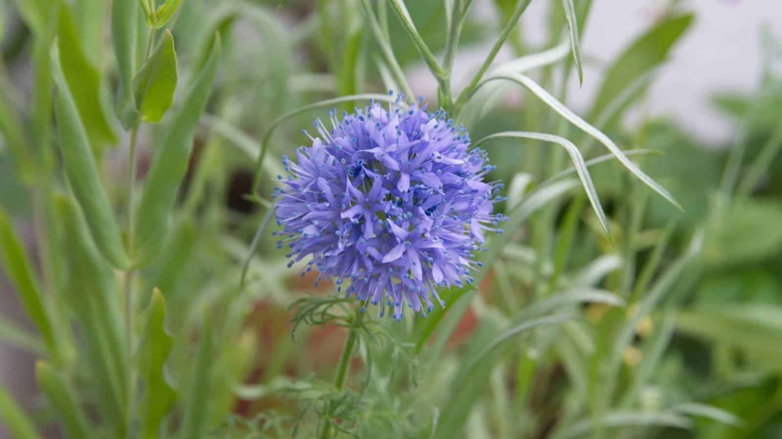 A close-up view of globe gilia plant with violet flowers and green grass background