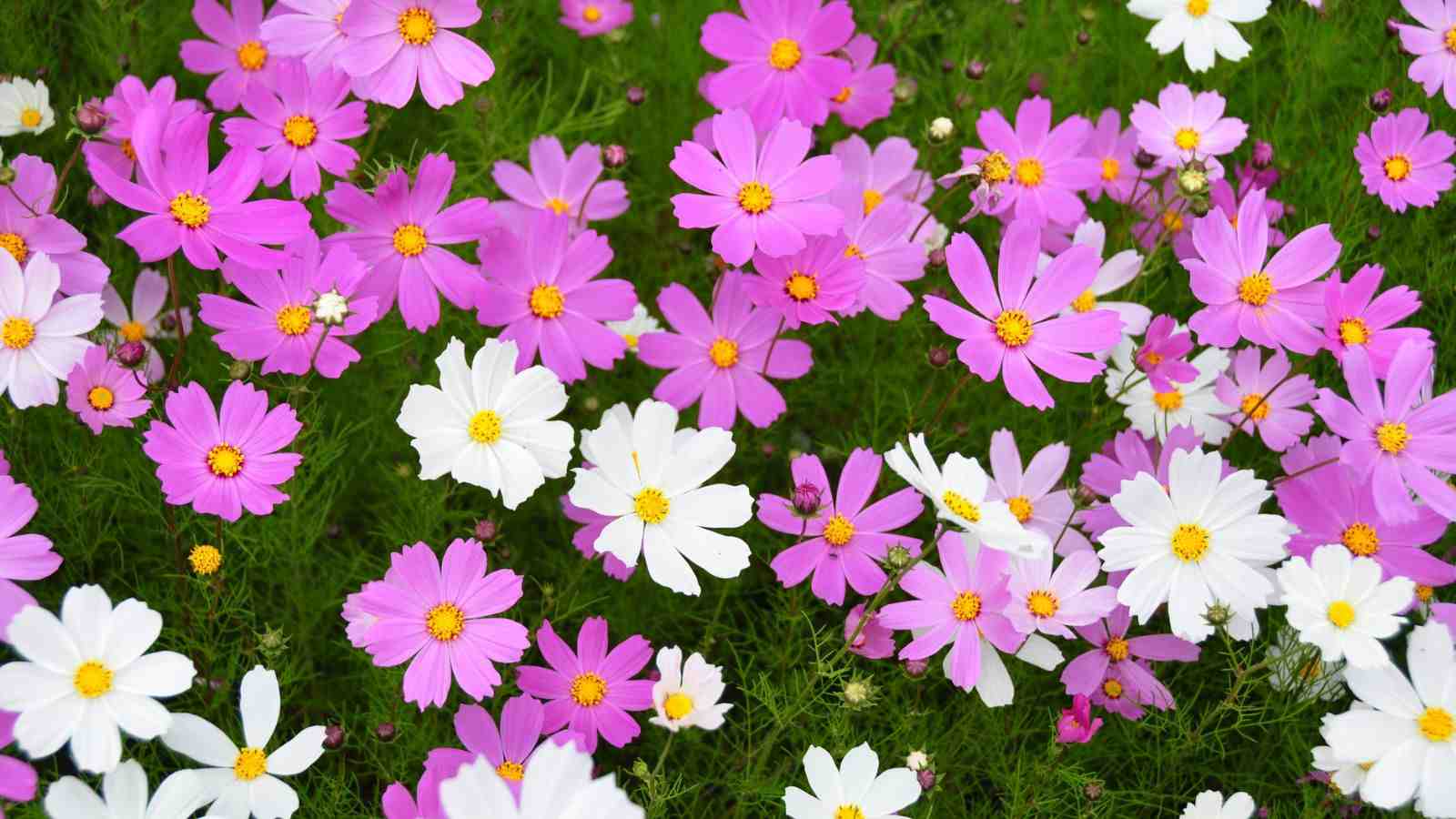 A cluster of pink and white with yellow button center cosmos flowers in green grass