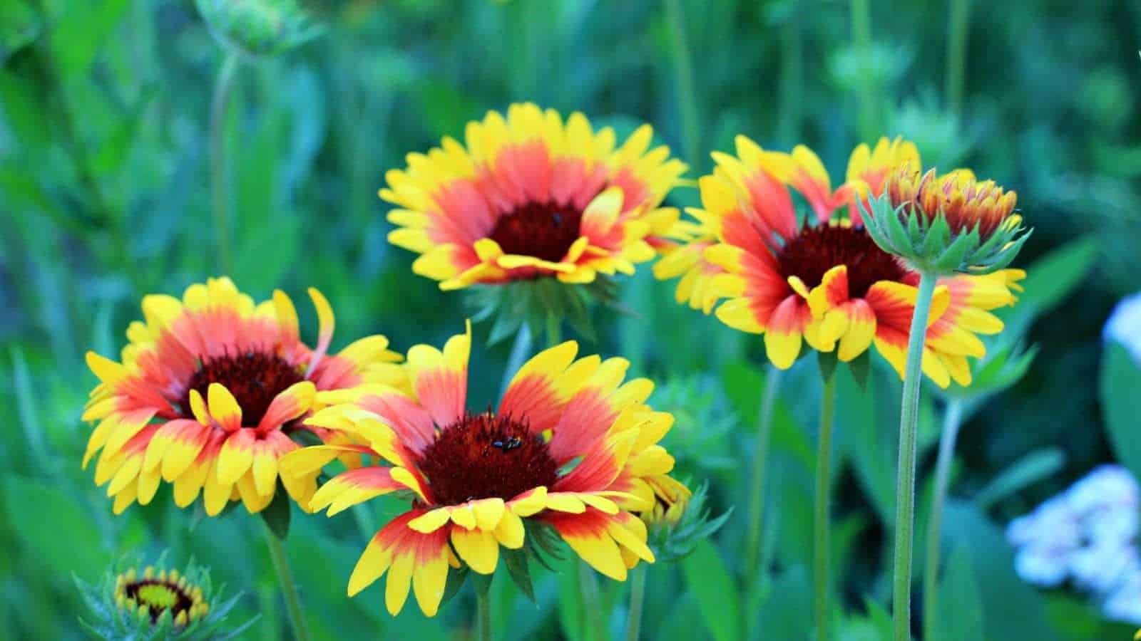 Selective shot of beautiful yellow and red blanketflowers in the garden with green  foliage background