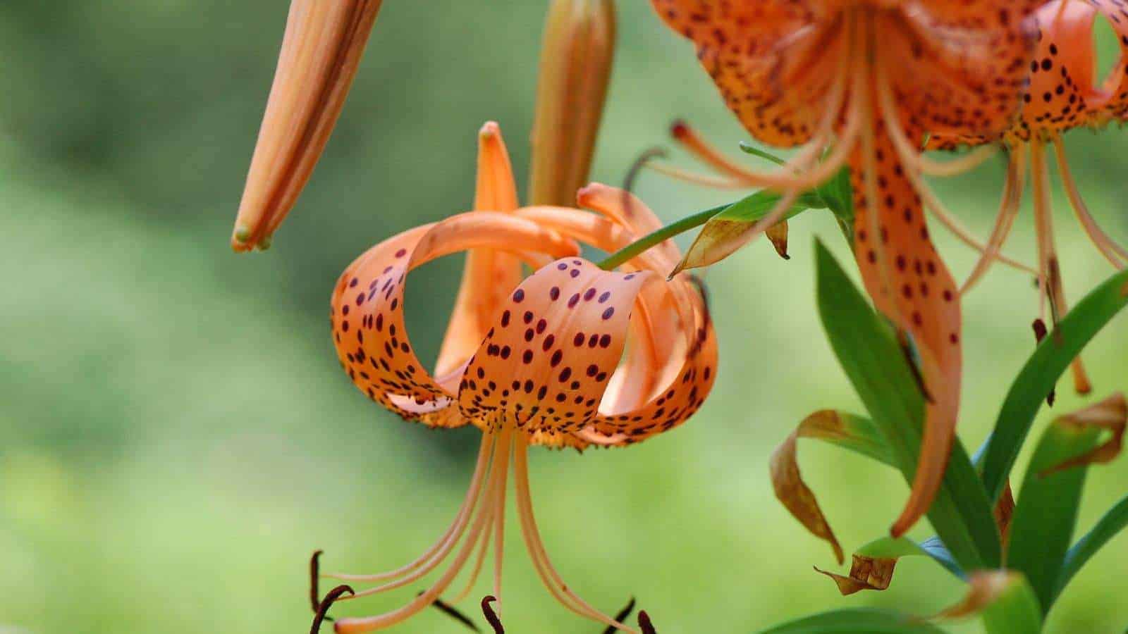 Macro shot of turk's cap lily with drooping orange flower featuring reddish-brown spots and green foliage