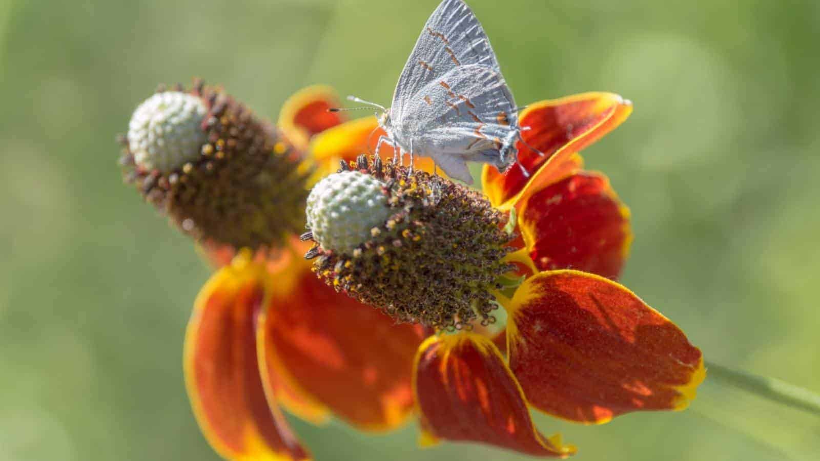 A close-up view of orange and yellow upright prairie coneflower with white hairstreak butterfly against green background