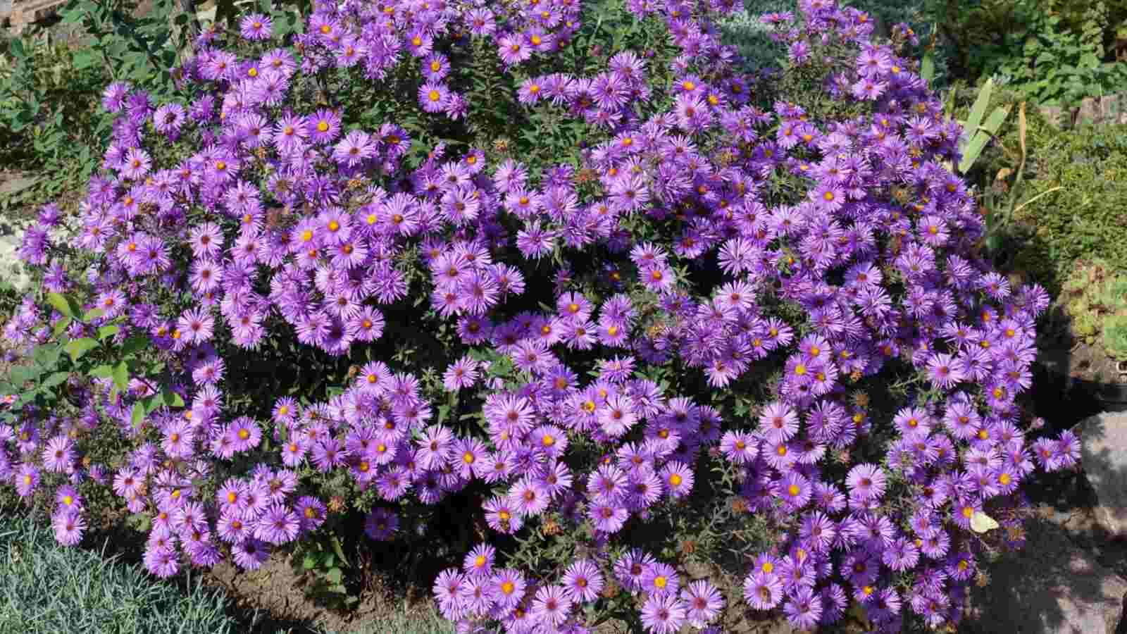 Cluster of purple new England aster in full bloom in October