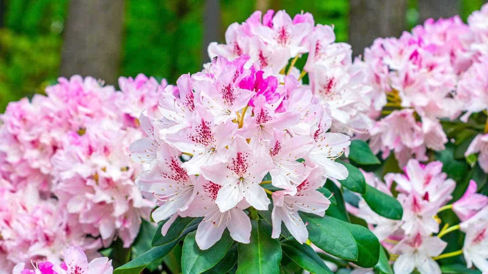 Close-up view of bright pink rhododendron flowers with green foliage in the summer garden