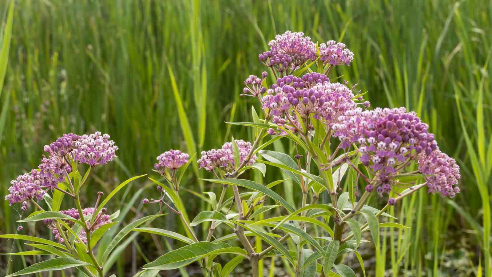 Close-up view of pink flowers of swamp milkweed against a curtain of cat grass