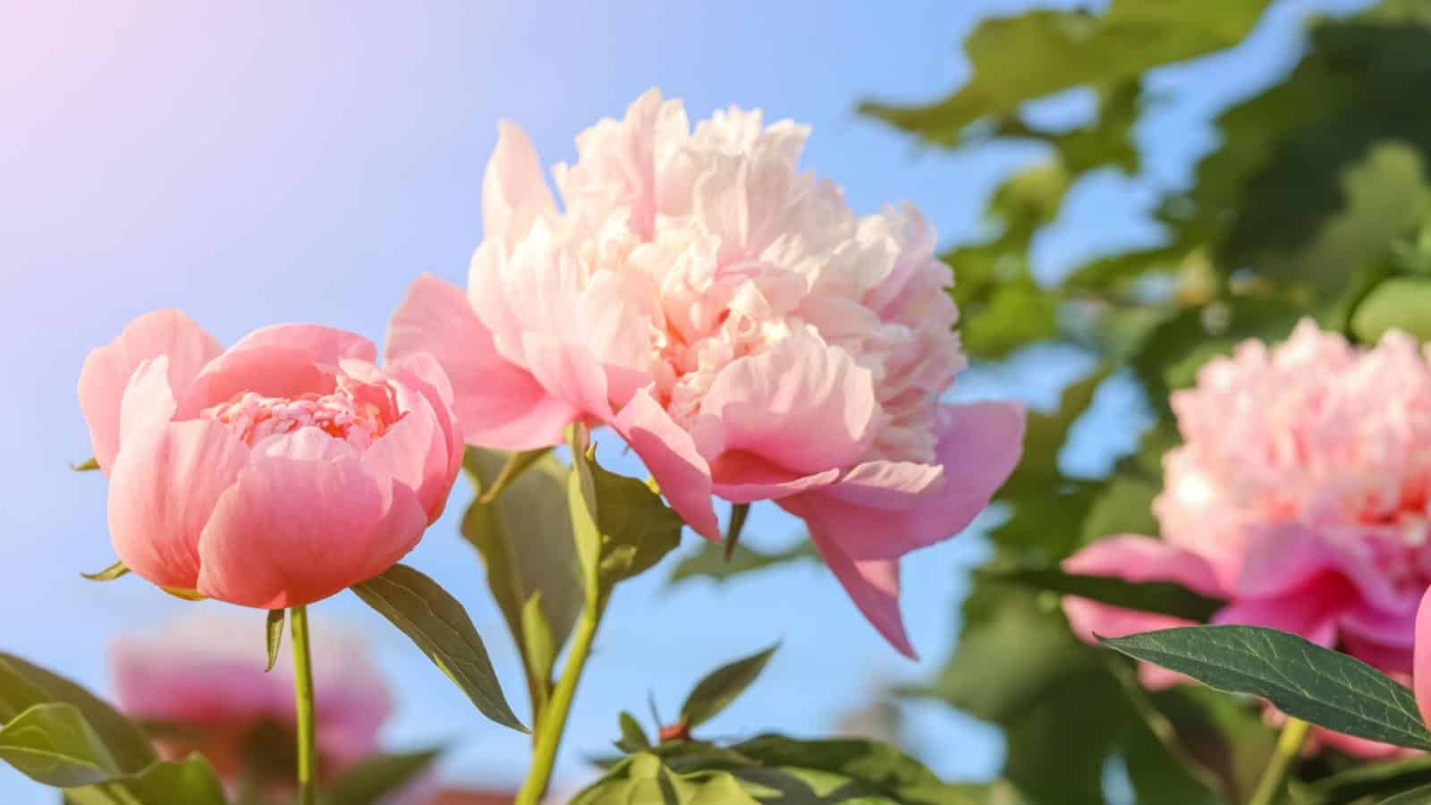 Close-up view of beautiful pink peony against the  blue sky