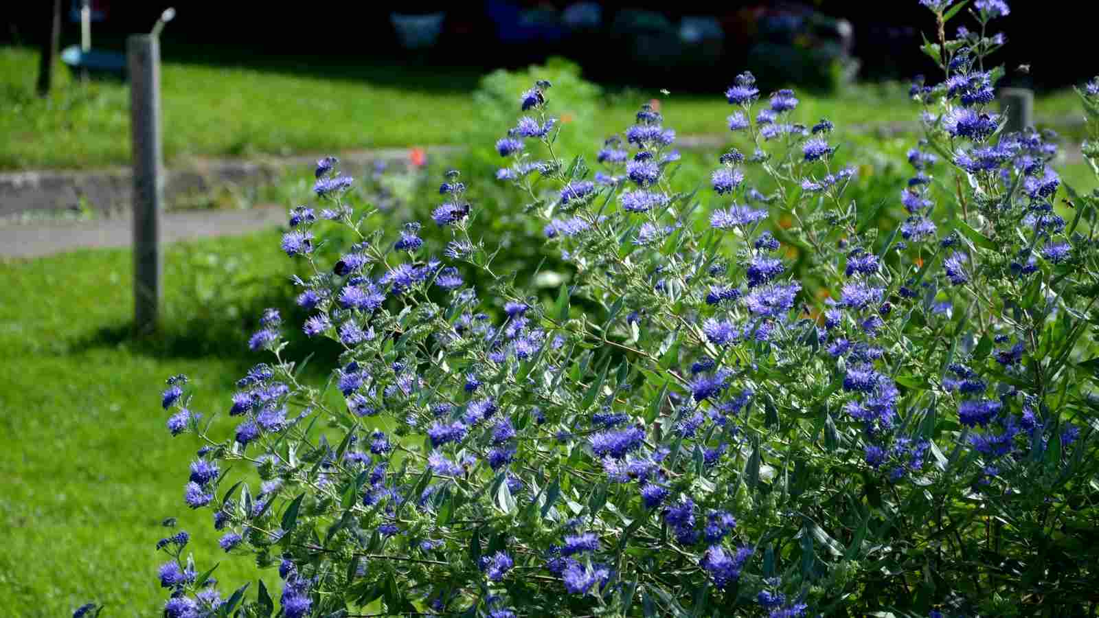 Close-up view of deep blue-violet colored caryopteris