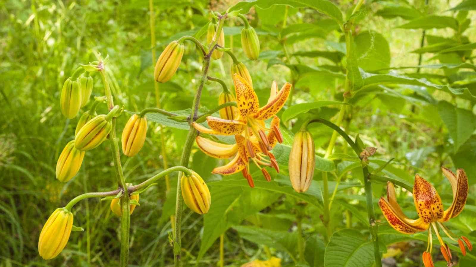 A selective photo of lilium martagon peppard gold on a naturally green foliage background