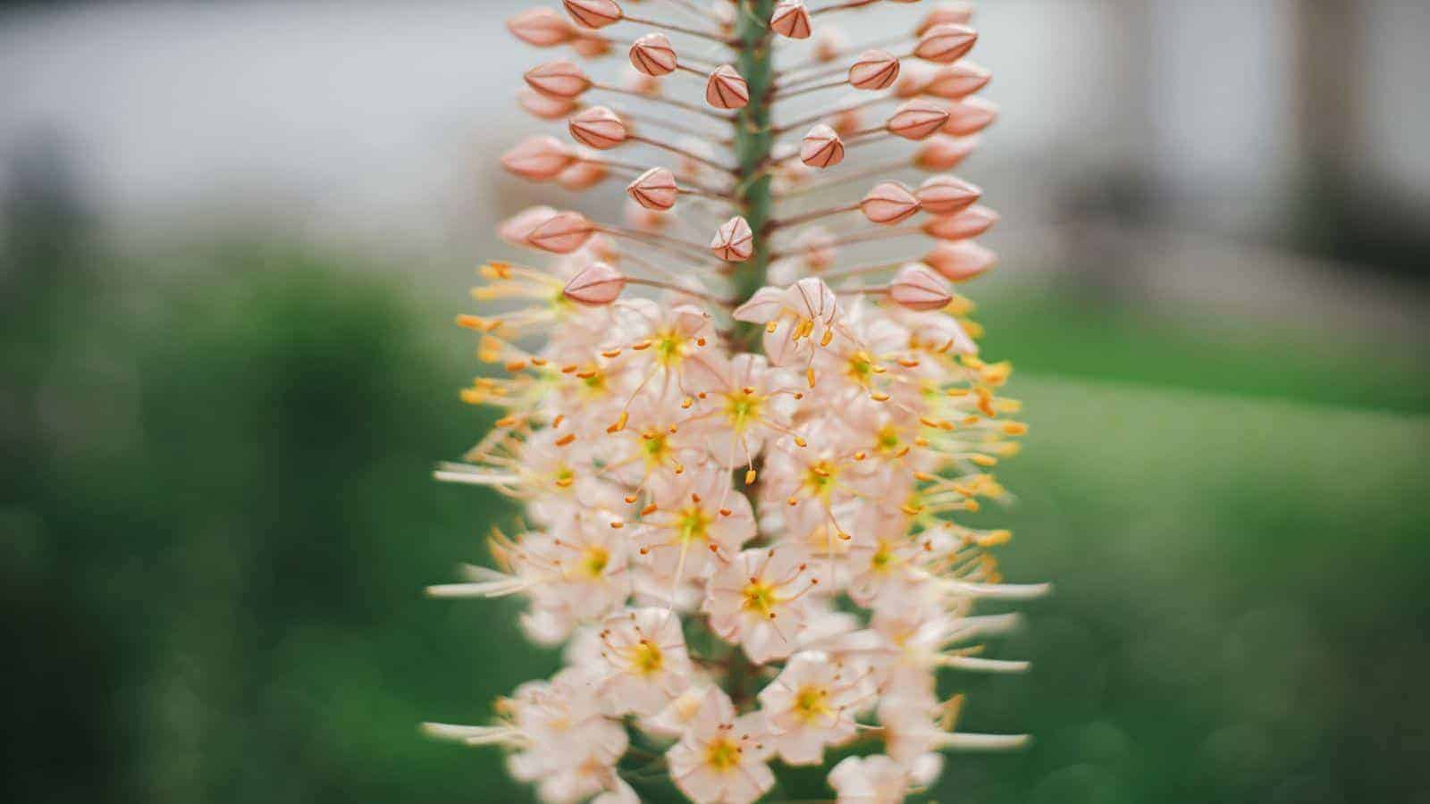 A close-up view of pink eremurus flower blooming in English cottage garden