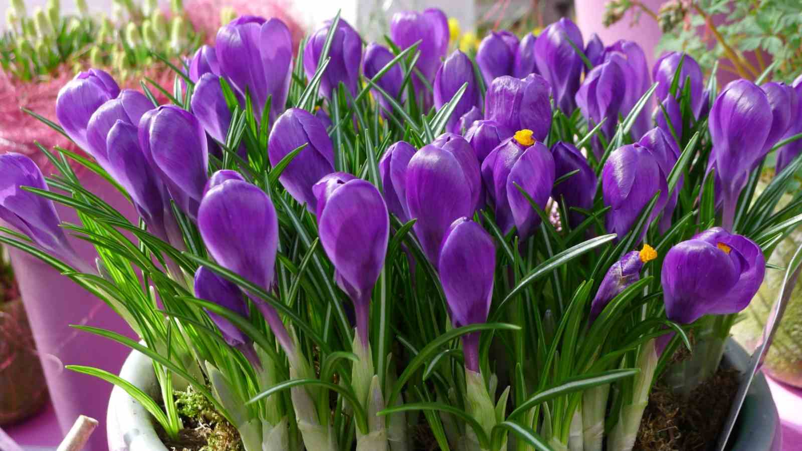 A close-up view of a dark violet crocus vernus flower record flowers in a pot