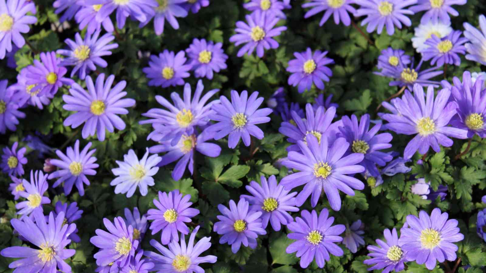 A close-up view of anemone blue shades, with violet and yellow center button