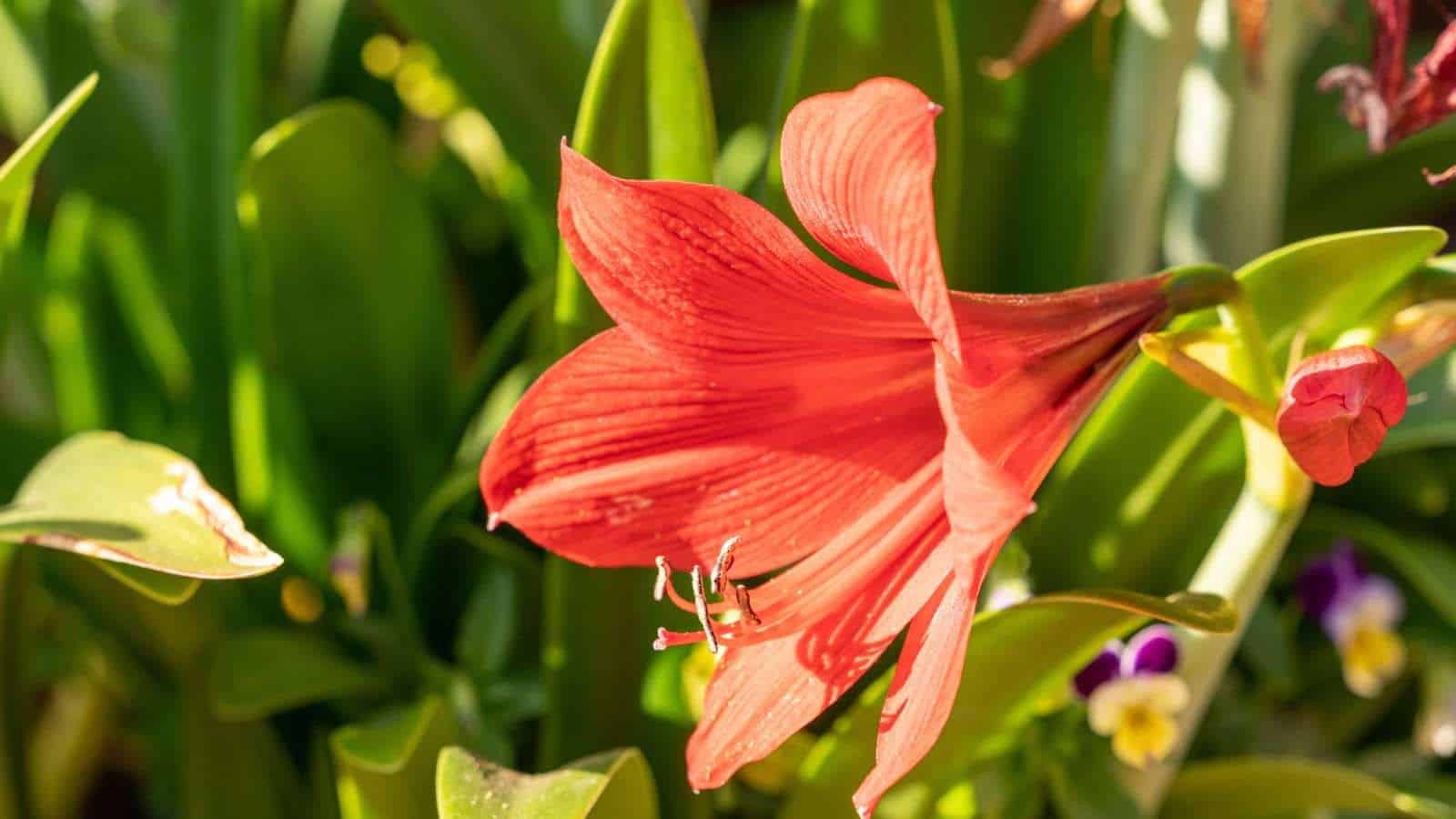 A macro shot of a large red amaryllis red lion flower with green foliage background  