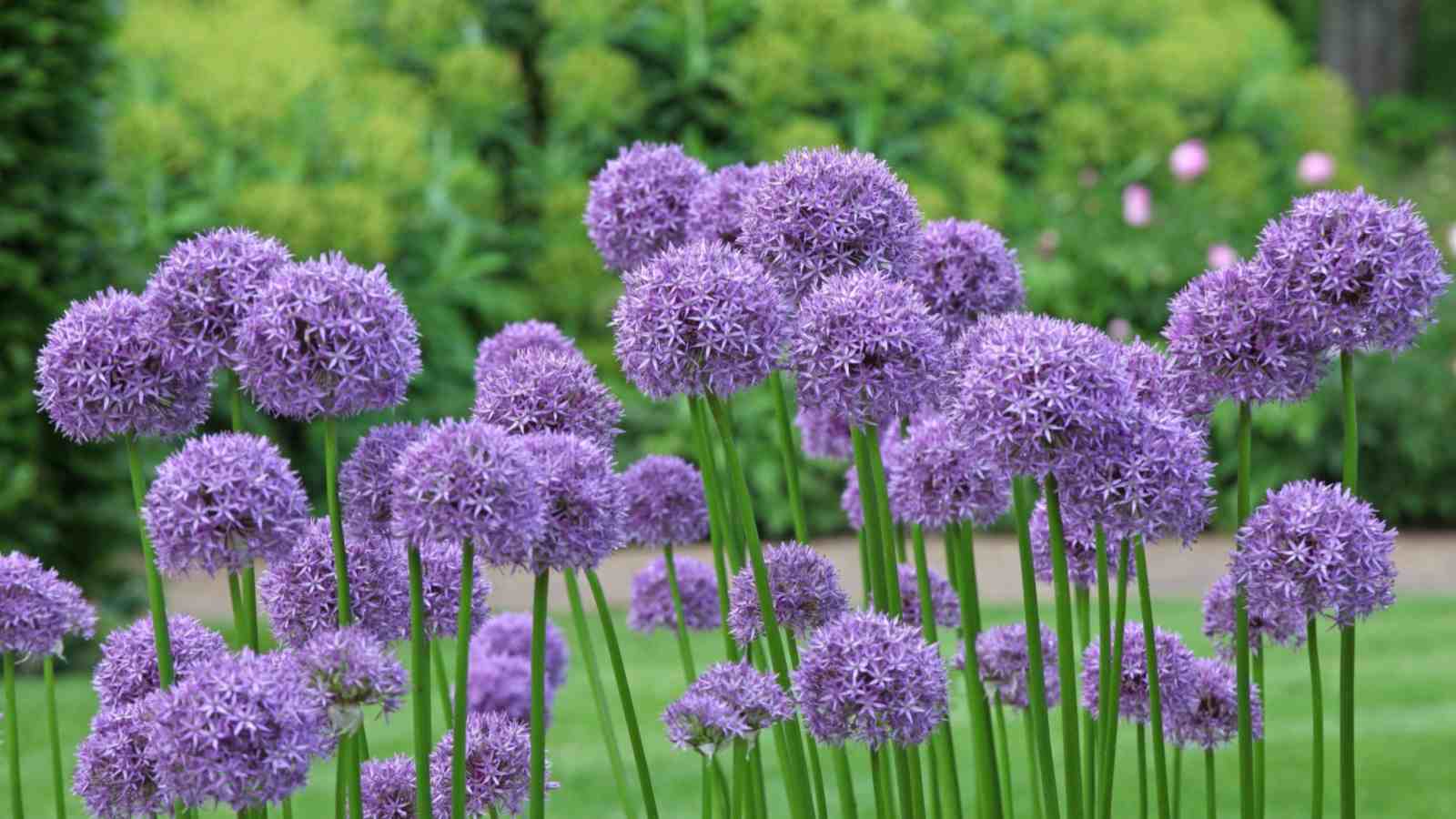 A cluster of purple allium globemaster with green grass background