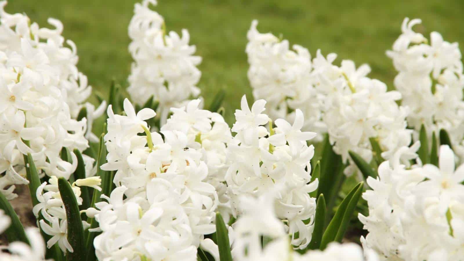 A close-up view of vibrant white Carnegie hyacinth bushes against green grass floor