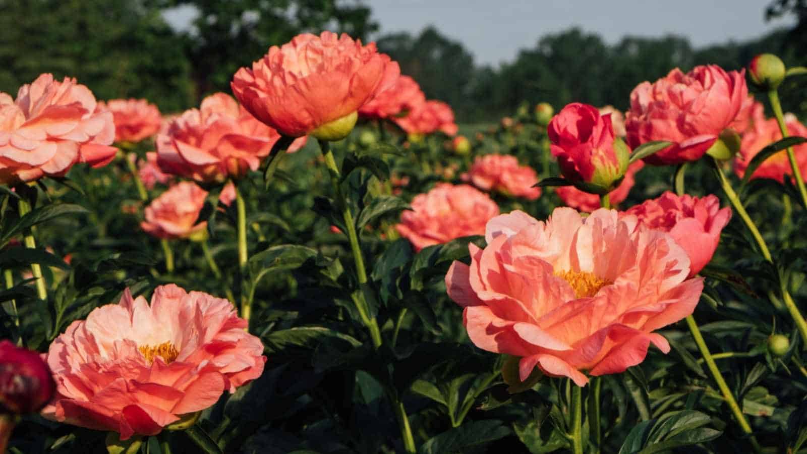 Selective focus of beautiful coral charm peony flowers blooming in the garden