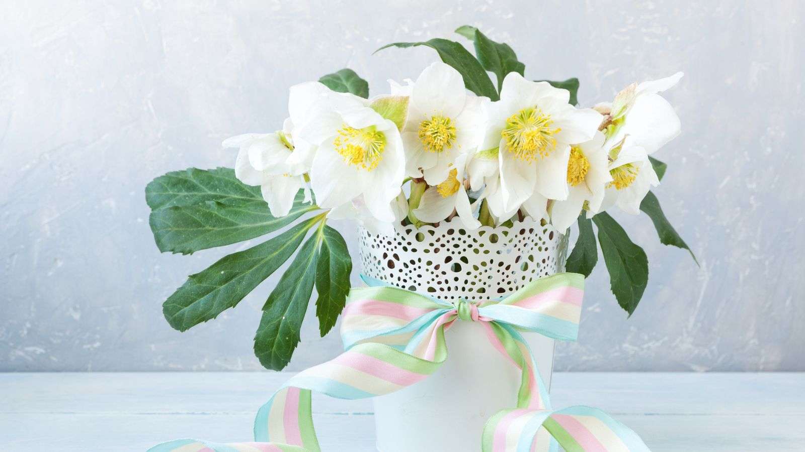 A close-up view of a bouquet of fresh spring hellebore flowers in a white vase on a white backdraft