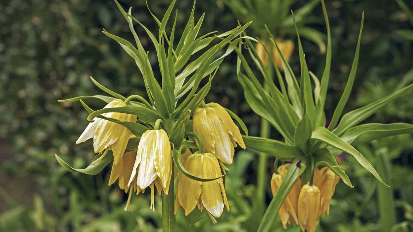 Selective focus of crown imperial lutea maxima yellow flowers with long sharp leaves in a garden