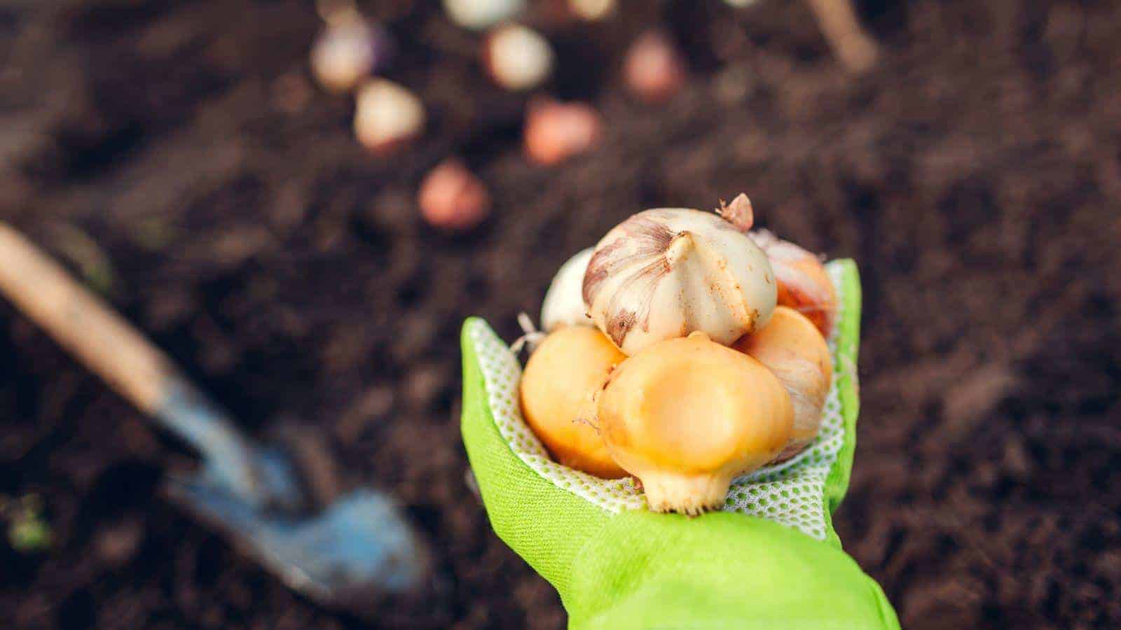 Close up view of a gardener holding a handful of allium bulbs ready to be put in soil