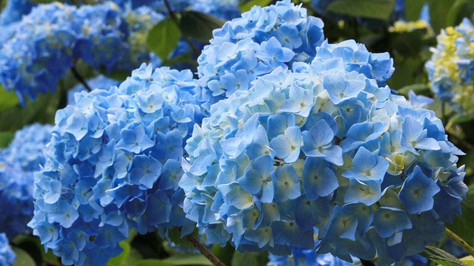 Close up view of light blue hydrangea flowers in the garden