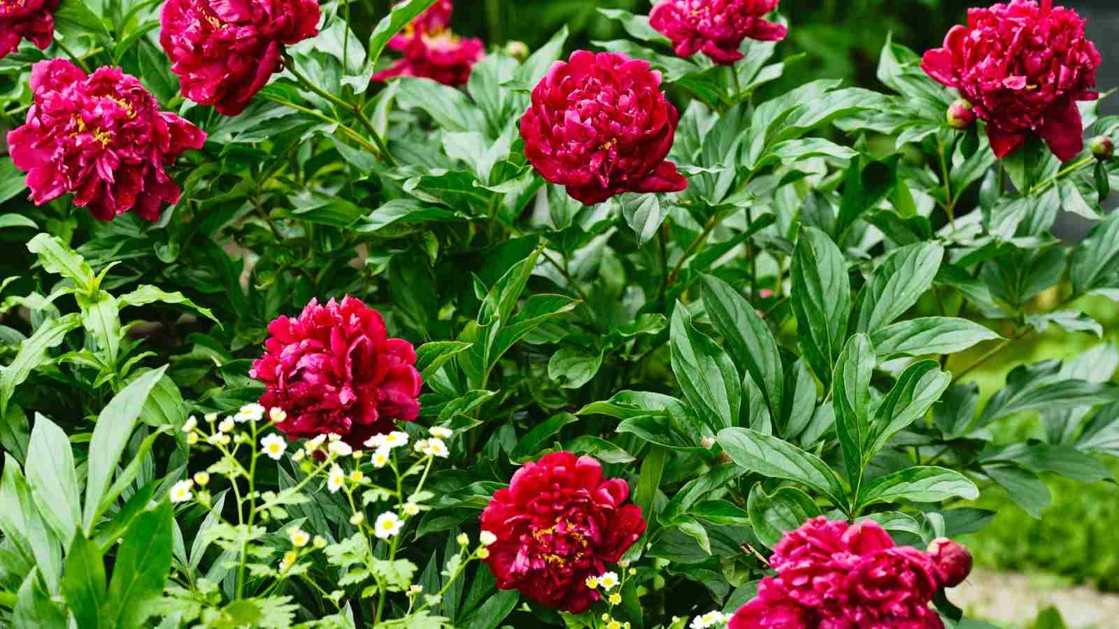 Close up view of red peony with green leaves  in the garden